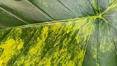 Decorative indoor plants. Close-up view of leaves. Room interior decoration. Backgrounds and texturesの写真素材
