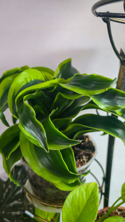 Decorative indoor plants. Close-up view of leaves. Room interior decoration. Backgrounds and texturesの写真素材