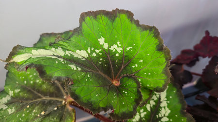 Decorative indoor plants. Close-up view of leaves. Room interior decoration. Backgrounds and texturesの写真素材