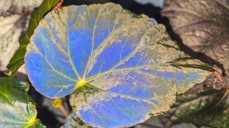 Decorative indoor plants - begonias with blue leaves. Interior decoration of the room. Large colored leaves. Dark background.の写真素材