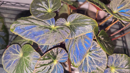 Decorative indoor plants - begonias with blue leaves. Interior decoration of the room. Large colored leaves. Dark background.の写真素材