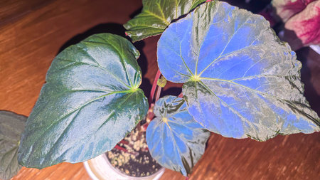 Decorative indoor plants - begonias with blue leaves. Interior decoration of the room. Large colored leaves. Dark background.の写真素材