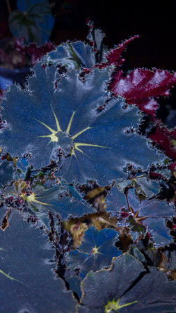 Decorative indoor plants - begonias with blue leaves. Interior decoration of the room. Large colored leaves. Dark background.の写真素材