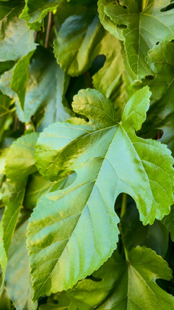 Decorative mulberry leaves on long branches. Green plants at the dacha. Trees and fruits. Autumn nature.の写真素材