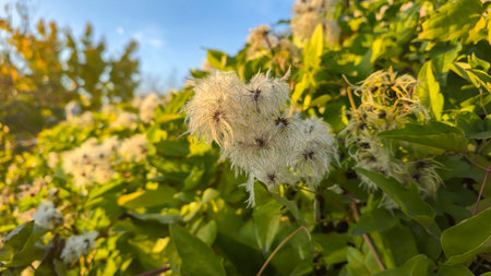 Blooming jasmine, like fluffy balls, climbs the fence at the dacha. Autumn plants in the wild.