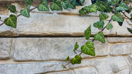 A fence or concrete wall, natural texture. Ivy climbs over the concrete surface. Light background. Shadows.の写真素材
