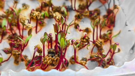 Microgreens. Growing Beets at Home. Three-Week Beet Sprouts. Step-by-Step Instructions. Vegan and Healthy Eating.の写真素材