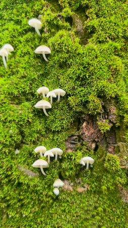 White mushrooms on tree bark. The tree is covered with green moss. Mushrooms on trees. Wet weather.の写真素材