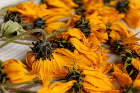 Yellow beautiful dried flowers from the field in autumn