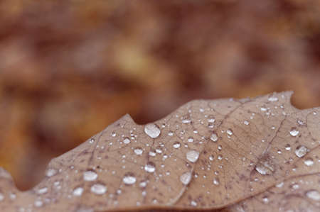 Dried-up leaf in nice red colors with beautiful round water dropsの写真素材