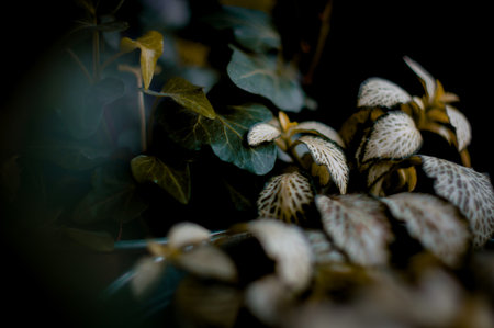 Peaceful beautiful green houseplant on the windowsill. Home breedingの写真素材