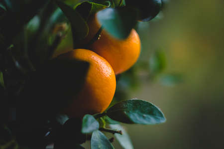 Freshly harvested fruits of orange tree with green leaves. Organic oranges.freshly harvested fruits of orange tree with green leaves. Organic oranges.の写真素材