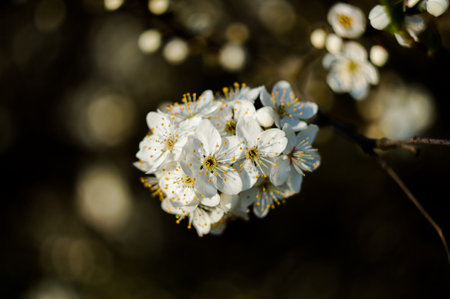 Isolated flowers from flowering tree. background out of focus.