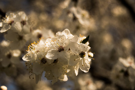 Beautiful white flowers growing on the tree in summer and spring highlighted by the setting sun in...
