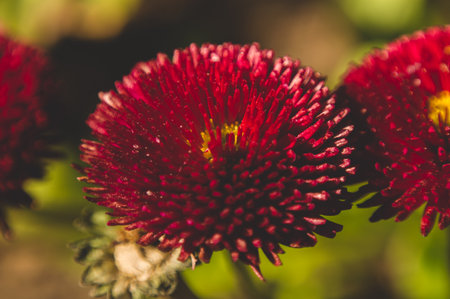 Red flowers with green background, fresh from the home gardenの写真素材