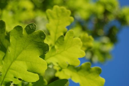 Oak Leavesの写真素材