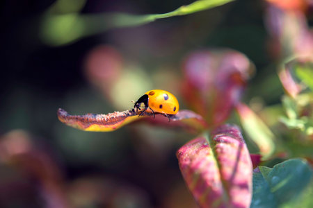 Ladybug on a red leaf