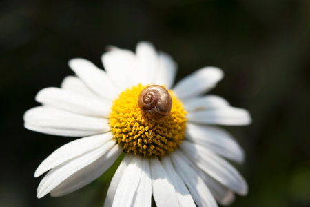 Snail sleeps on chamomileの写真素材