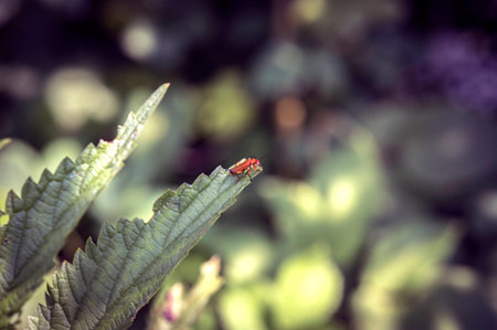 Red beetle on a green leaf