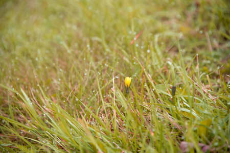 Yellow flower blossoms in the morning dew. Green grass