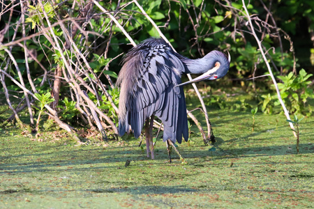 Blue Heron Preeningの写真素材