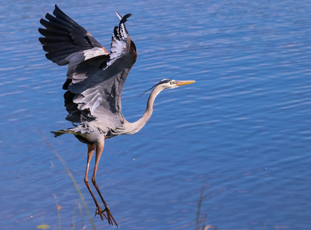 The Great Blue Heron in Flight over Lake Apopka  located in Central Floridaの写真素材