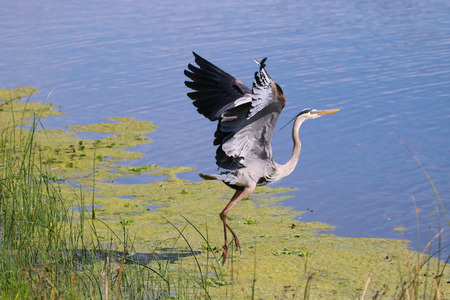 The Great Blue Heron in Flight  at Lake Apopka located in Central Floridaの写真素材
