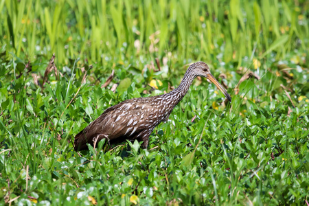 Limpkin searching for food in the wetlands of central floridaの写真素材