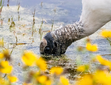 Woodstork searching for food in a Central Florida wetlandの写真素材