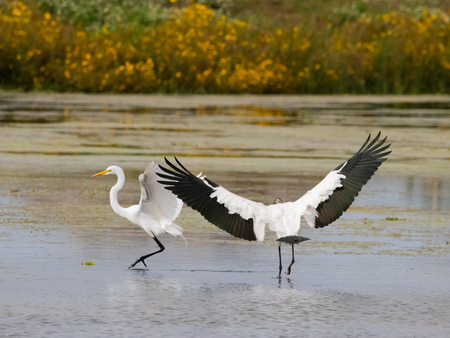 Woodstork fending off a Great White Egret in the wetlands of Floridaの写真素材