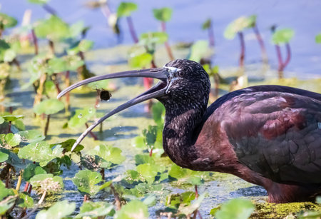 Glossy Ibis feeding on a water bug while wading a long a swamps edge in Central Florida.