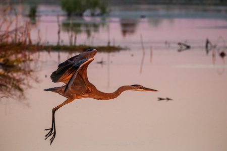 The majestic Great Blue Hero in flight over the wetlands of Floridaの写真素材