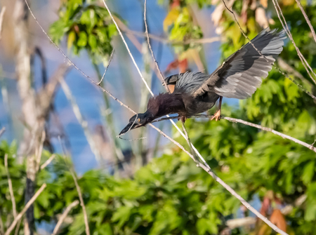 Green Heron gathering nesting material on a lakeshore.の写真素材