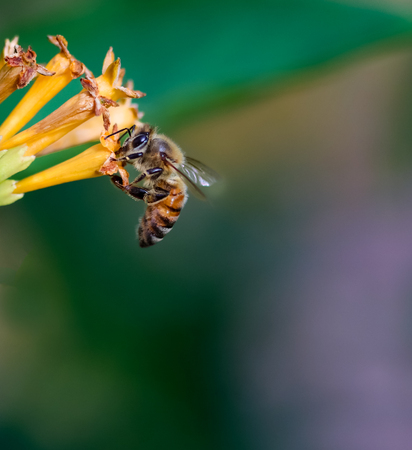 The beautiful pollinator, honey bee. A honey bee collecting pollen.の写真素材