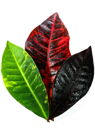 The croton is a  tropical landscape or houseplant popular for its bright, colorful foliage.