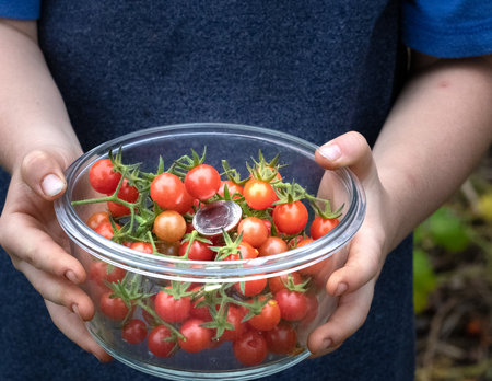 The Exotic, Small, and Flavorful Everglades Tomato. This rare tomato is the best tasting tomato you will ever eat. Can grow year-round in southern Florida. Is a perfect tomato for salads.の写真素材