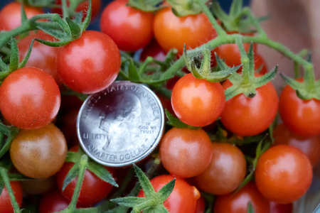 The Exotic, Small, and Flavorful Everglades Tomato. This rare tomato is the best tasting tomato you will ever eat. Can grow year-round in southern Florida. Is a perfect tomato for salads.の写真素材