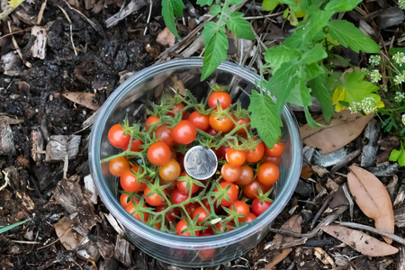 The Exotic, Small, and Flavorful Everglades Tomato. This rare tomato is the best tasting tomato you will ever eat. Can grow year-round in southern Florida. Is a perfect tomato for salads.の写真素材