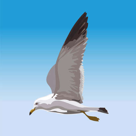 A seagull flying in the sky, a bird in the sky, seagulls in flight, a flap of wings, a drawing of a seagullのイラスト素材