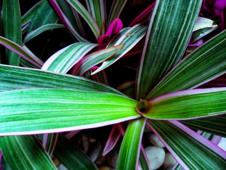 Violet oyster plant s leafの写真素材
