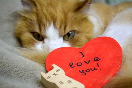 Valentine's Day greeting card in the shape of a red heart with an inscription I love you on the background of a red face and a white cat.の写真素材