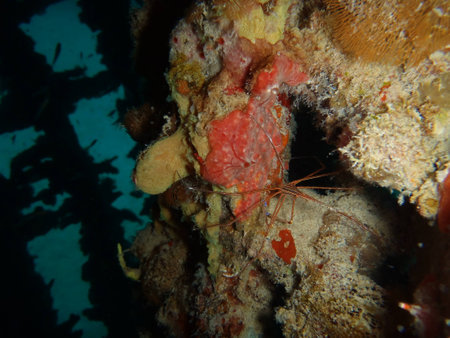 Arrow Crab on a Wooden Shipwreckの写真素材