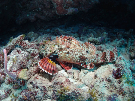 Spotted Scorpion Fishの写真素材