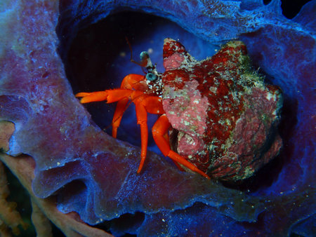 Hermit Crab in an Iridescent Azure Vase Sponge Key West Floridaの写真素材