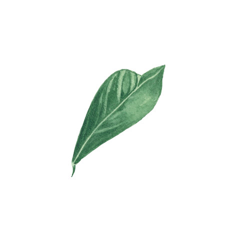 Watercolor lemons, leaves and flowers isolated hand-painted in botanical aquarelle style for use in holiday, wedding, and design decorations. Citrus for decorating packages, cardsの写真素材