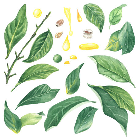 Watercolor lemons, leaves and flowers hand-painted in botanical style aquarelle for use in holiday, wedding, and food design. Citrus for decorating packages, cards and on productsの写真素材
