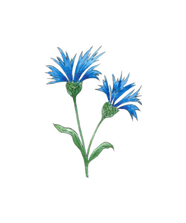 Watercolor isolated wildflower hand-painted in watercolor for use in wedding, holiday and decorative design. Blue cornflower flower and greenery for decorating cards, gift wrappingの写真素材