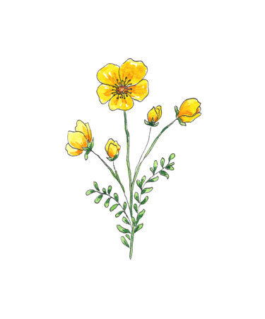 Hand-painted watercolor flower. Isolated wildflower for use in wedding, holiday and decorative designs. Yellow blossom with greenery for cards, packaging and other itemsの写真素材