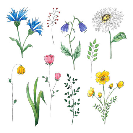 Watercolor clipart of hand-drawn watercolor wildflowers for use in wedding, holiday and decorative design. Yellow, blue and red flowers and greenery for cards, packaging and other.の写真素材
