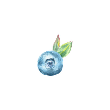 Blueberries watercolor clipart hand-drawn in botanical style. illustration on white background for use in food, wedding design for package decorの写真素材